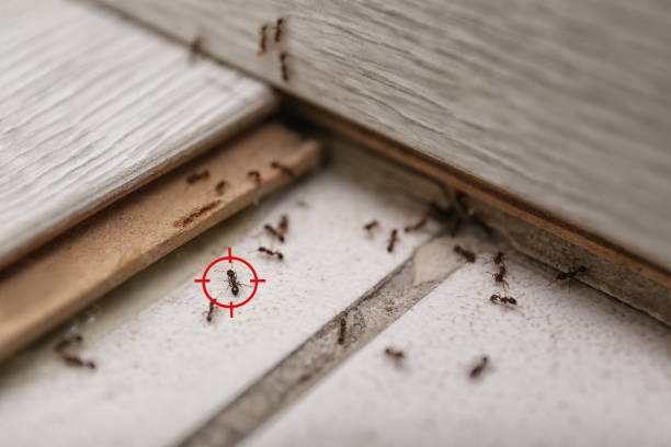 Best Pest Removal Services  in Eustace, TX