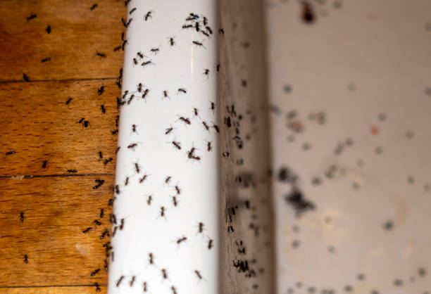 Best Pest Inspection Near Me  in Eustace, TX