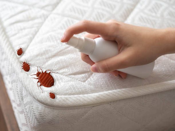 Best Ant Control Services  in Eustace, TX