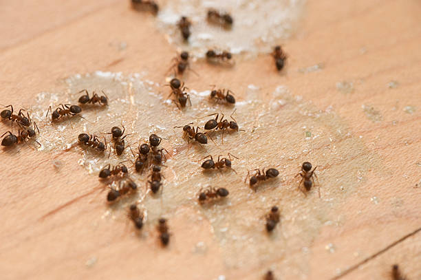 Best Local Pest Control Services  in Eustace, TX